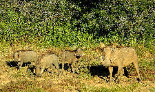 Warthog Addo Elephant National Park Eastern Cape South Africa