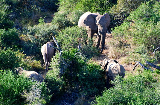 Addo Elephant National Park Eastern Cape South Africa