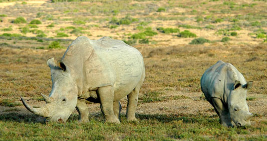 Rhino Addo Elephant National Park Eastern Cape South Africa