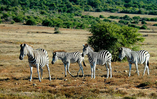 Zebra Addo Elephant National Park Eastern Cape South Africa