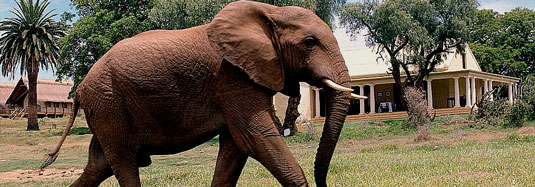 Gorah Elephant Camp Addo Elephant National Park, Eastern Cape