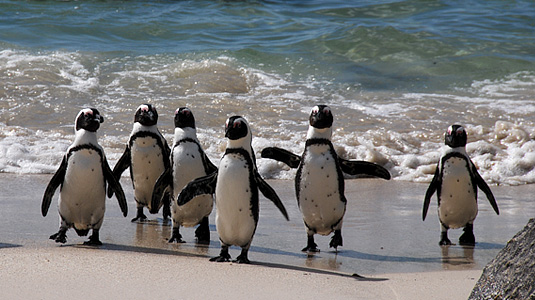 African Penguin - Boulders Beach