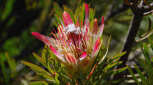 Protea Flower - Cape Town - Table Mountain