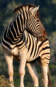 Kariega Game Reserve, Eastern Cape, South Africa