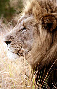Kariega Game Reserve, Eastern Cape, South Africa