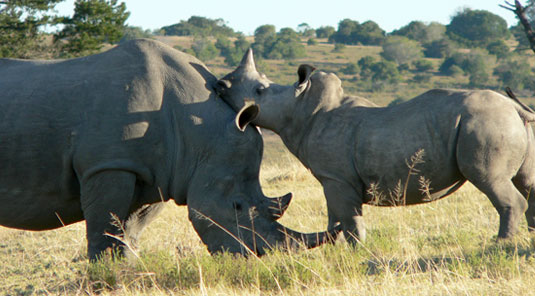 Lalibela Game Reserve Eastern Cape South Africa