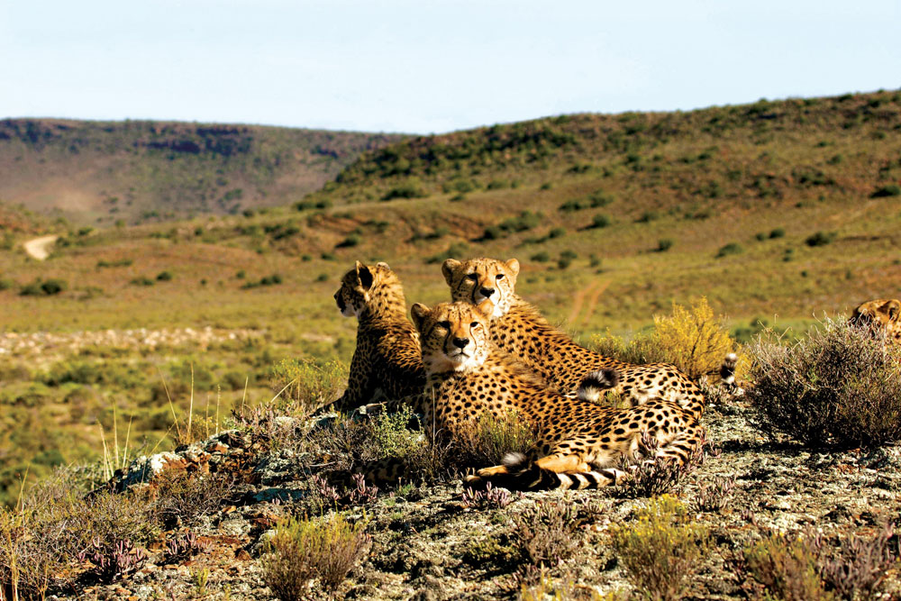 Sanbona Wildlife Reserve - Western Cape - Cape Reservations